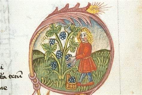 Středomořské klima ve střední Evropě