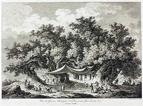 OBŘÍ KAŠTANOVÉ STROMY