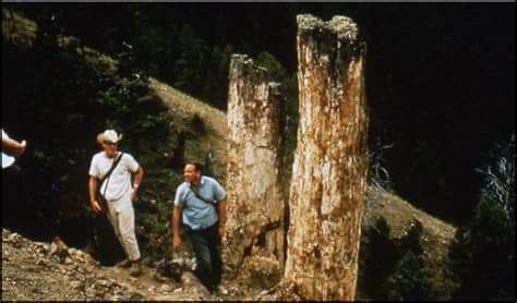 YELLOWSTONSKÝ ZKAMENĚLÝ LES (Údajně to byly vlašské ořechy, magnólie, javory, duby, sekvoje, dříny a&nbsp;borovice)