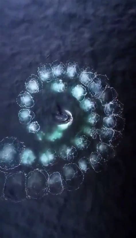 VELRYBY A JEJICH&nbsp;VZKAZ