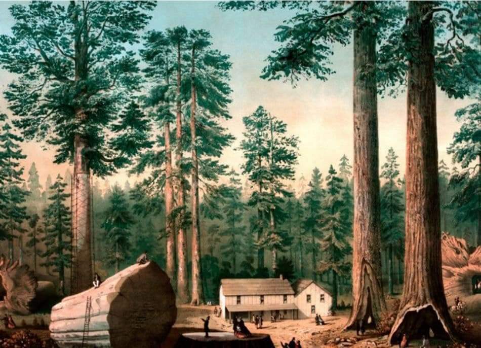 LESY NEDÁVNÉ MINULOSTI – staré&nbsp;obrázky