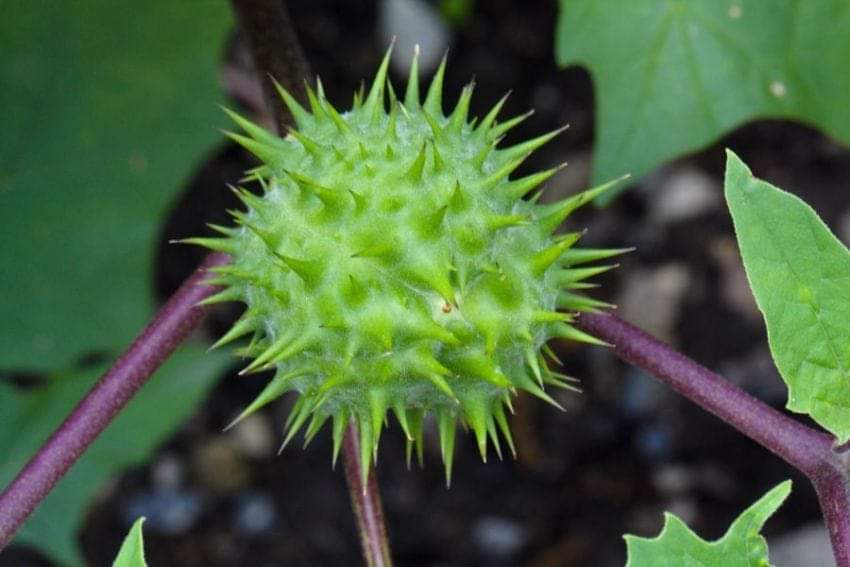 DURMAN OBECNÝ POMÁHÁ PŘI TROMBÓZE (receptura – ZDŮRAZŇUJI poradit se s&nbsp;odborníkem)