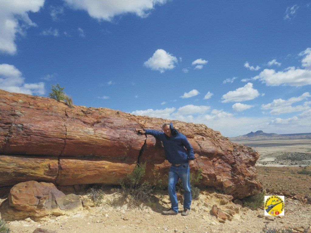 Zkamenělý les, národní park Jaramillo, Santa Cruz,&nbsp;Argentina