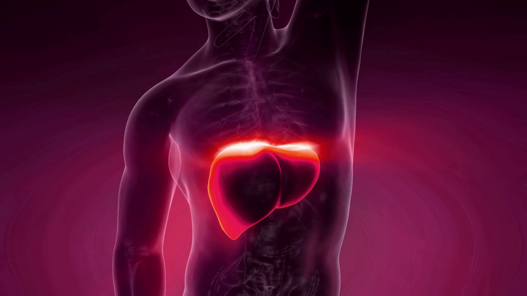 JAK MLUVIT K JÁTRŮM A&nbsp;ŽALUDKU