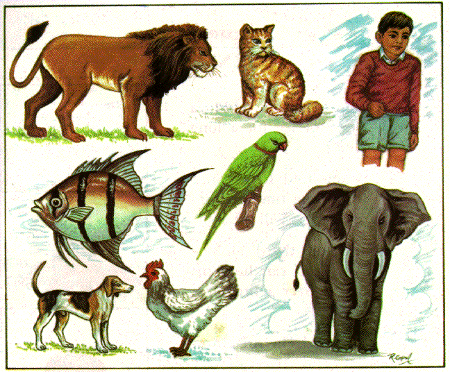 5 DRUHŮ TĚL A BIO-POTENCIÁLNÍ SÍLA aneb život po početí a 10 druhů životních sil neboli&nbsp;prán