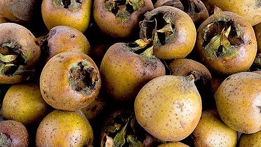 OVOCE STARÉHO SVĚTA&nbsp;–