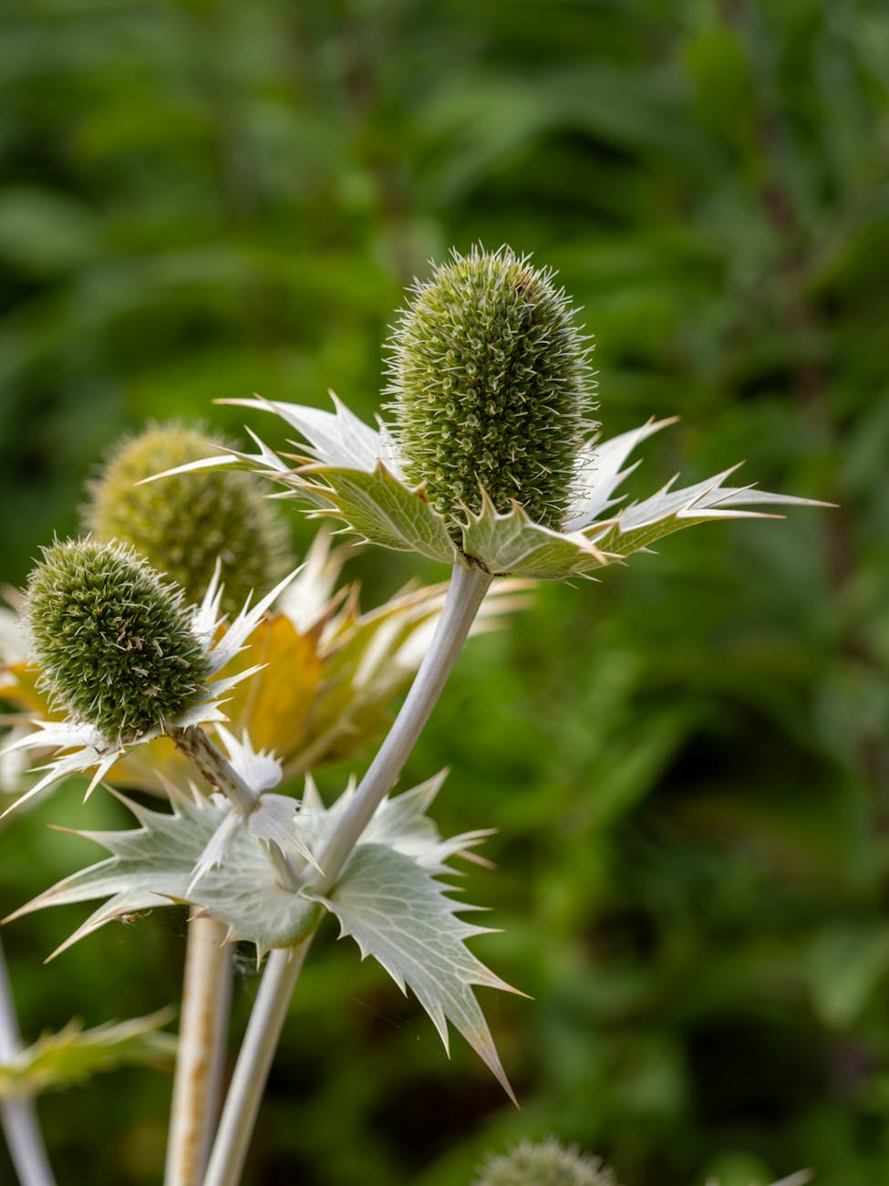 PROČ SE BYLINÁM ŘÍKÁ BYLINY?&nbsp;(zamyšlení)