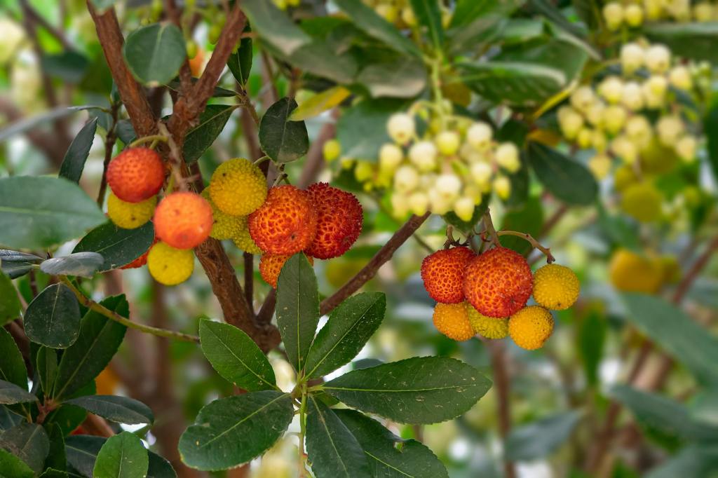 NEKÁCEJTE VLASTNORUČNĚ ZASAZENÝ OVOCNÝ STROM BEZ&nbsp;OMLUVY
