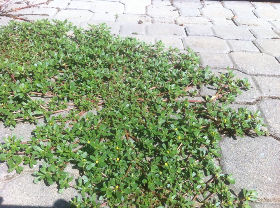 DNEŠNÍ PLEVEL JSOU BÝVALÉ SUPER-ROSTLINY, část 2. (Šrucha – Omega 3&nbsp;zázrak)